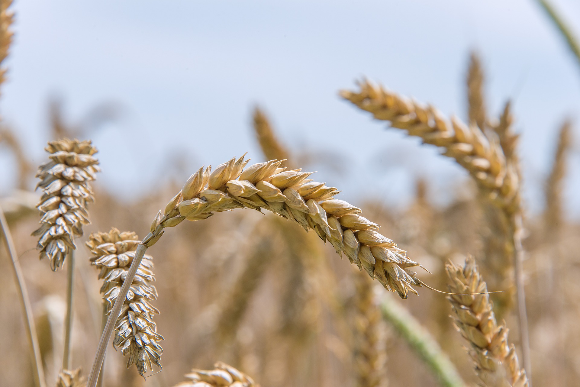 Soft Wheat The flour mills once again threatened to strike.